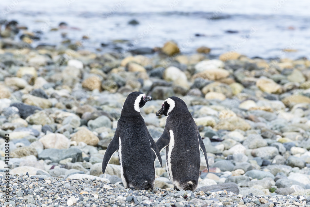 Fototapeta premium Magellanic penguins on Magdalena island in Patagonia, Chile, South America