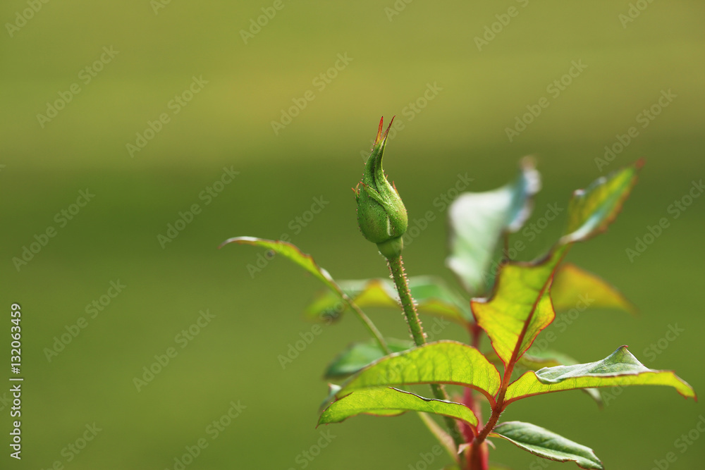 The birth of a new flower