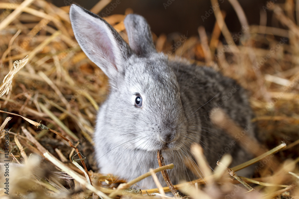 Obraz premium Little grey rabbit on dry grass (straw)