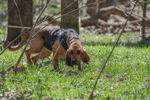 Bloodhound wearing a harness and tracking © nsc_photography