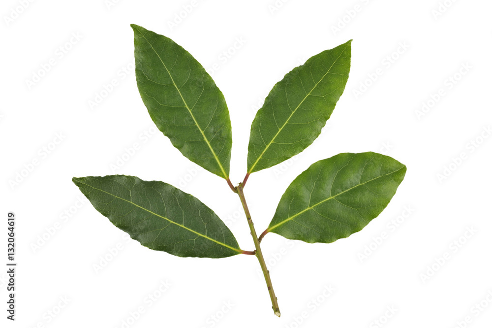 Bay leaves