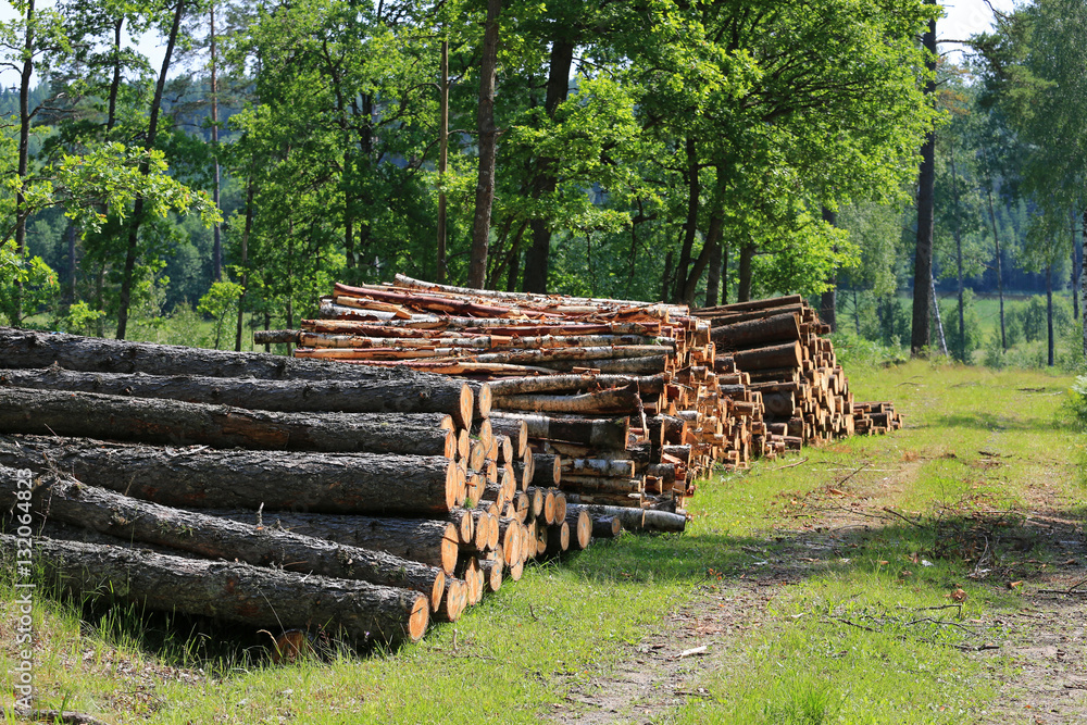 Stacks of Logs by Road at Summer