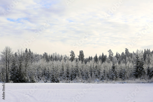 Winter Landscape in Pastel Colors
