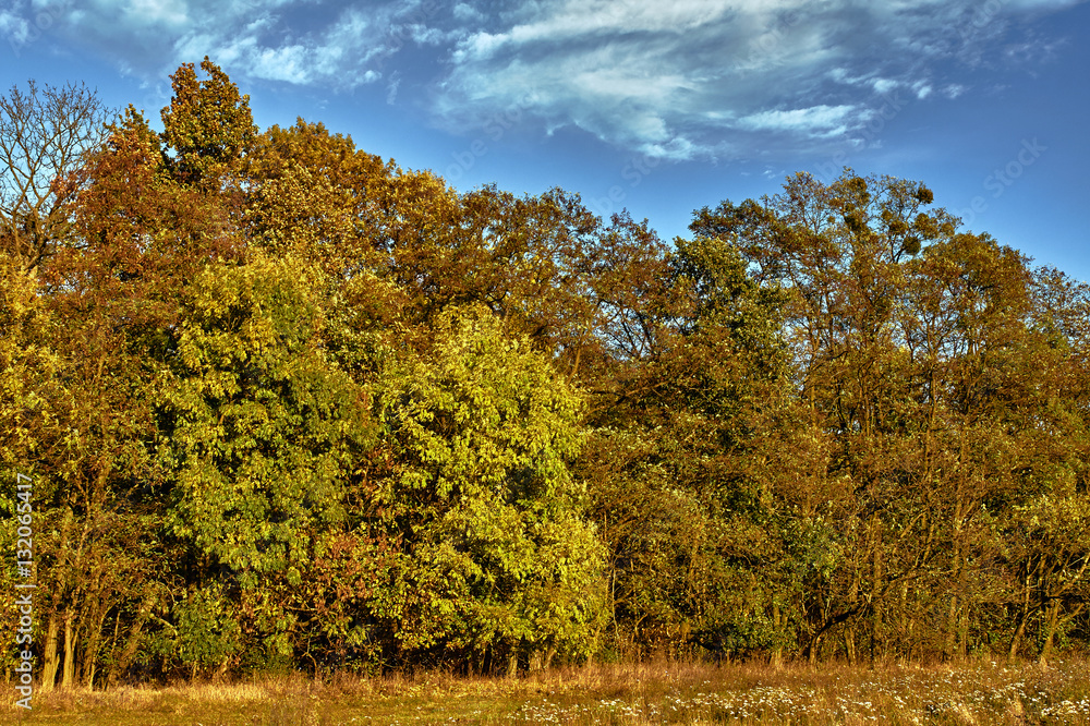 Fototapeta premium Meadow and birch grove in autumn .