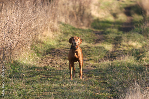 Clever hunting dog vizsla standing on a forester path