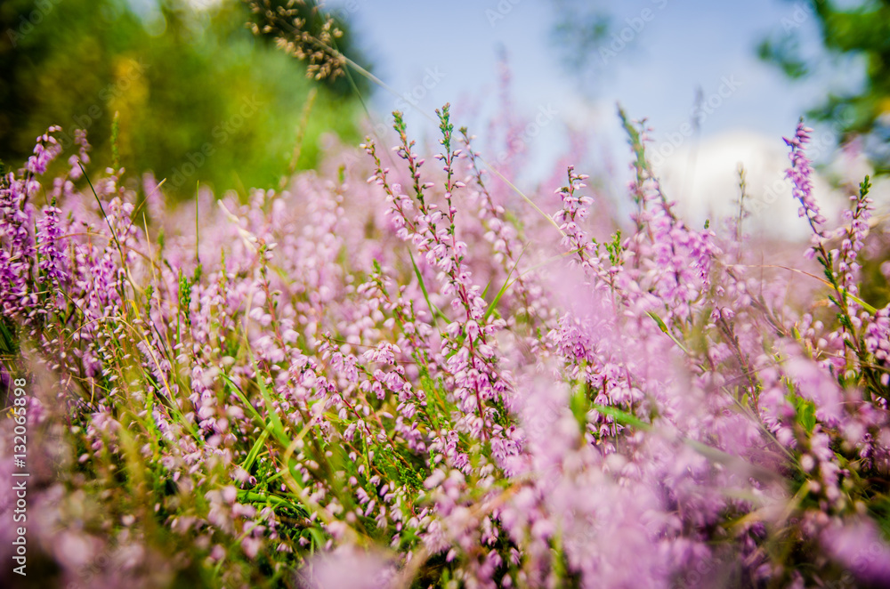 flower flower