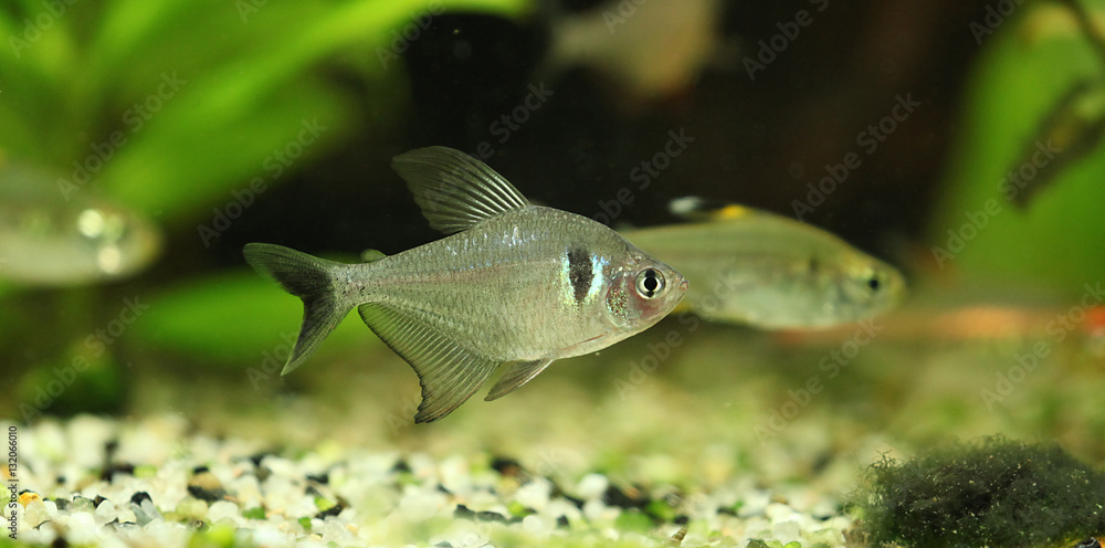 Fototapeta premium Megalopterus Hyphessobrycon