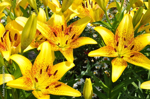 Цветущие лилии