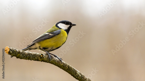 A great tit sitting on a tree branch.