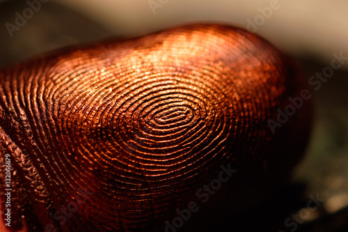 Coppery fingerprint