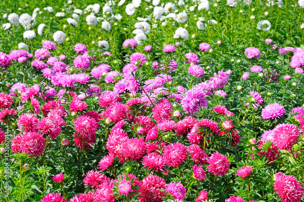 Fototapeta premium Flowerbed of multi-colored asters. Focus on a red flower. Shallo