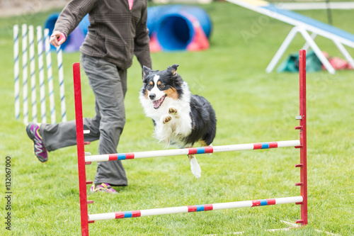 Canvas Print Dog in an agility competition set up in a green grassy park