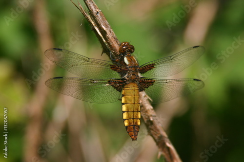 broad bodied chaser © Emma
