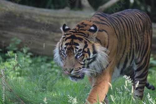 Fototapeta Naklejka Na Ścianę i Meble -  Auf Streifzug. Mächtiger Tiger