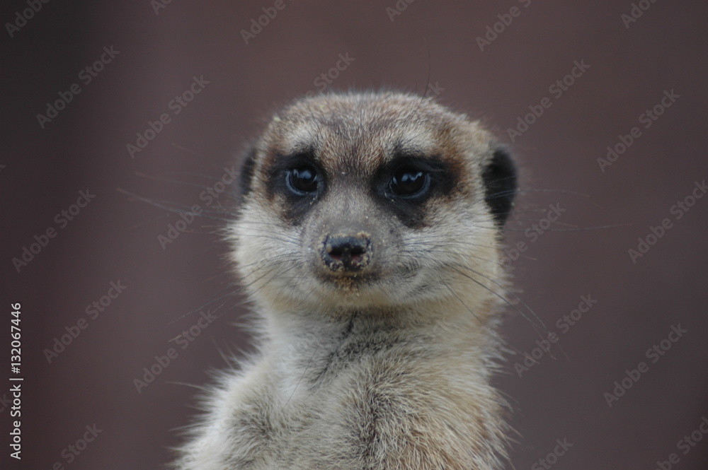 Aufgepasst. Erdmännchen bei der Wache Aufgepasst. Erdmännchen bei der Wache