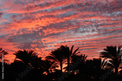 red sky, beach, red sea, holiday, sun setting, holiday, palm, 