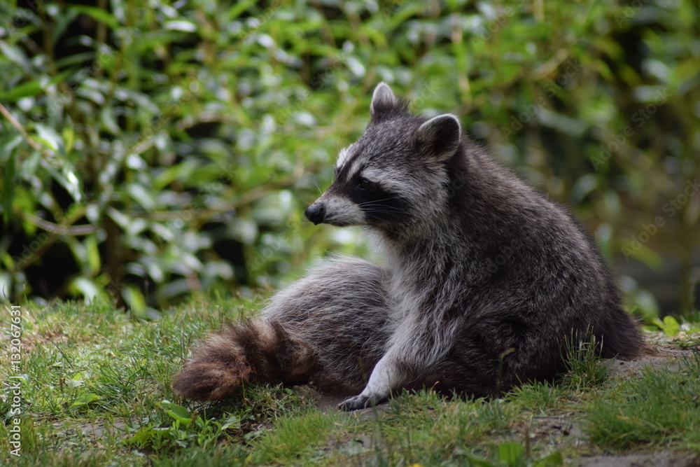 Fototapeta premium Aufgepasst. Aufmerksamer Vierbeiner