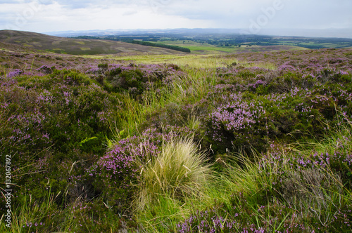 A landscape of grouse habitat on moorland on the Glenalmond Estate in Perthshire, Scotland UK