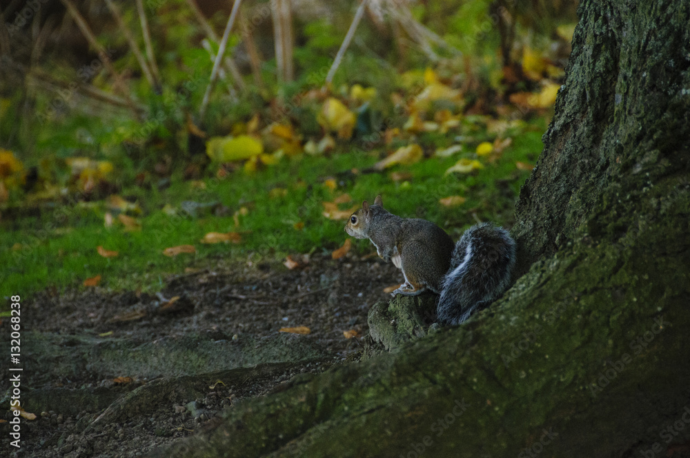 Grey squirrel in North Inch Park Perth Scotland UK