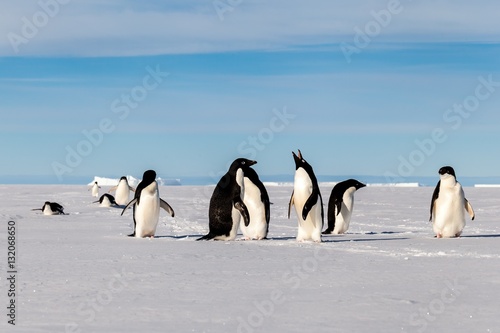 My Adelie penguin friends