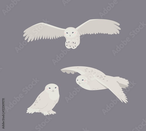 Cute snowy owl sitting, flies, attack.