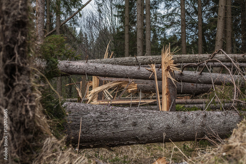 Destroyed forest