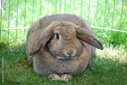 ruhendes Kaninchen