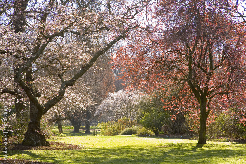 Fototapeta premium Christchurch Blossom in Hagley Park