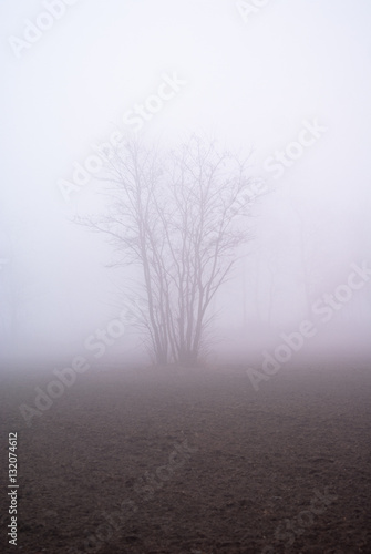drzewo we mgle na polu