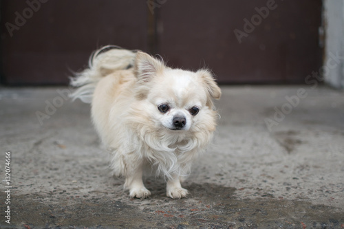 Chihuahua hairy