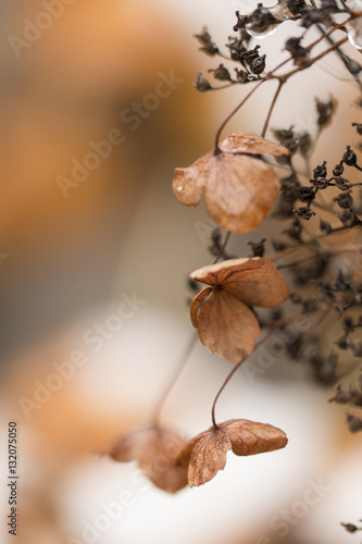 Fototapeta Naklejka Na Ścianę i Meble -  Verblühte Hortensien 