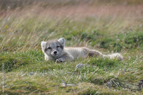 cute silver puppy of arctic fox in summer sun  Iceland