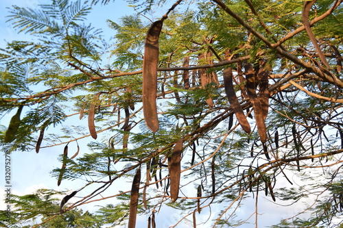 Tropical Tree with Pods