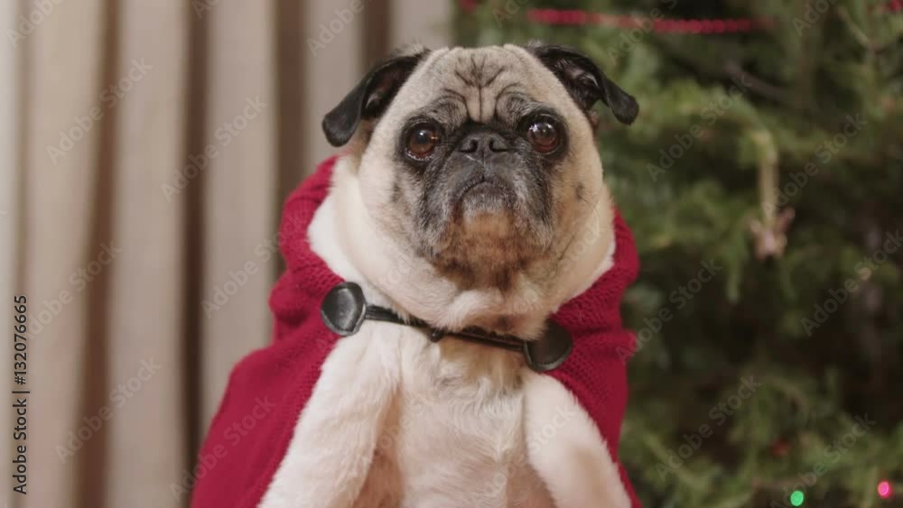 A cute pug dog in a red Christmas cape or cloak sits in front of a decorated tree. Shot in 4K UHD. A cute pug dog in a red Christmas cape or cloak sits in front of a decorated tree. Shot in 4K UHD.