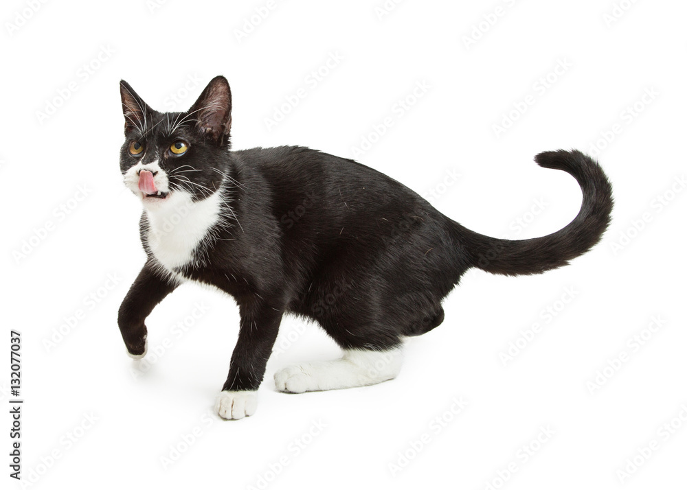 Hungry Black and White Cat Walking