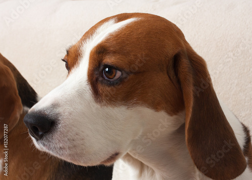 beagle dog indoor portrait, on a light background