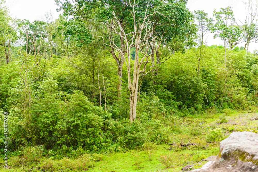 Obraz premium Phu Hin Rong Kla National Park, Phitsanulok Province