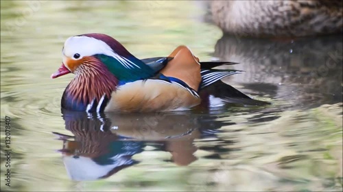 Male mandarin duck swimming on a pond. 