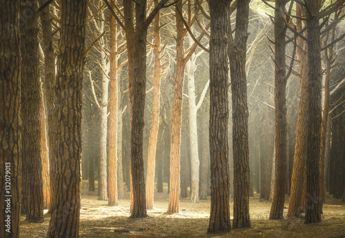 Italian Pine tree misty forest or pinewood. Maremma Tuscany