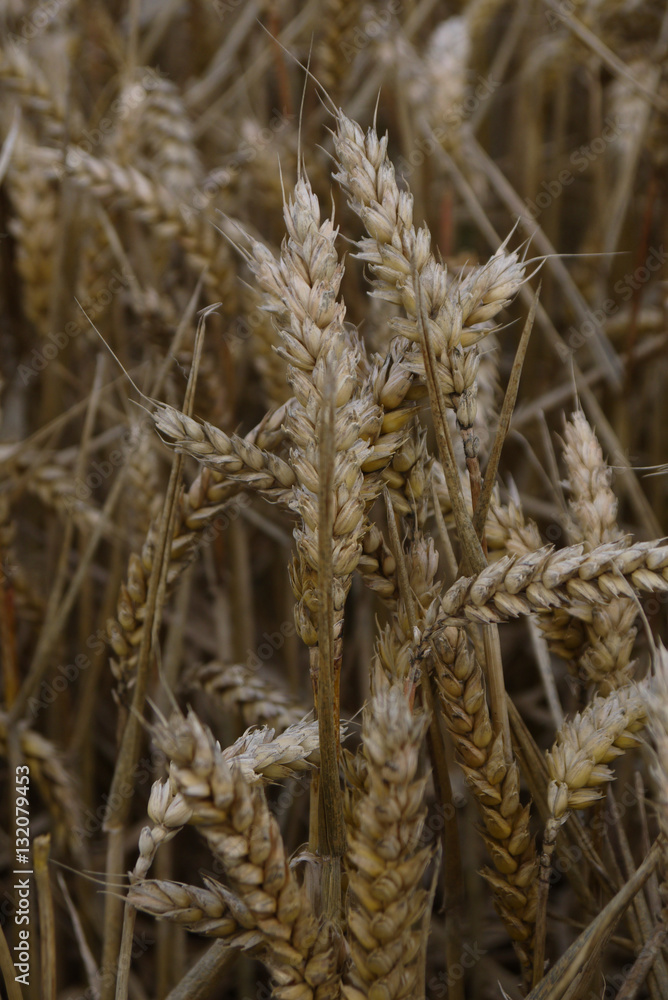 Wheat growing on a farm in Buckinghamshire England UK Wheat growing on a farm in Buckinghamshire England UK