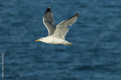 Yellow-legged gull ( Larus michahellis )