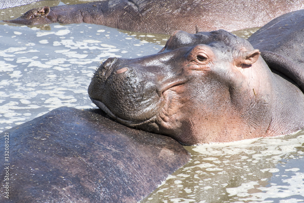 Fototapeta premium Hippopotamus in a pool in Tanzania