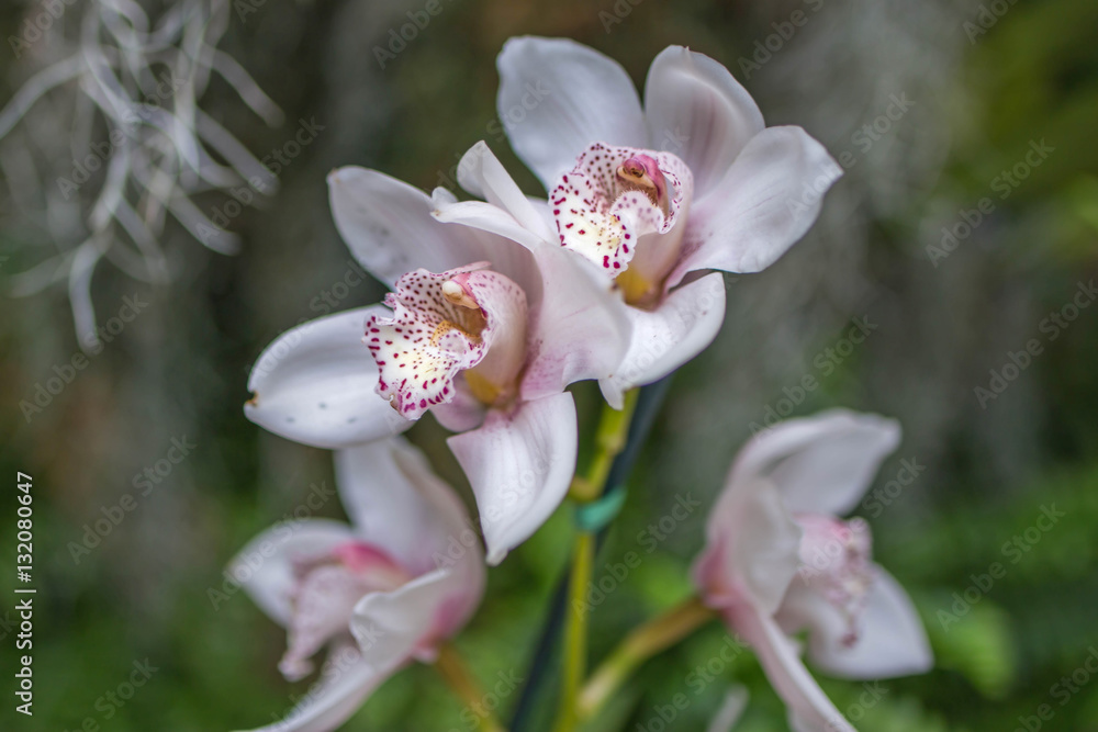 Fototapeta premium Orchids