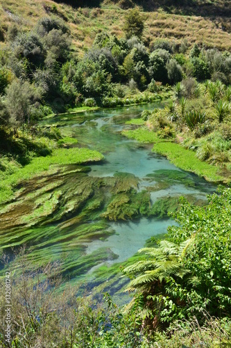 Blue Springs Te Waihou Walkway New Zealand