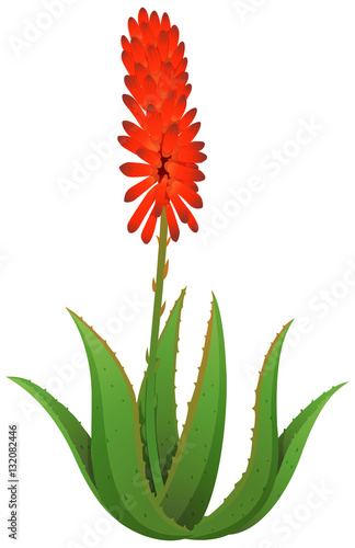 Aloe vera with red flowers