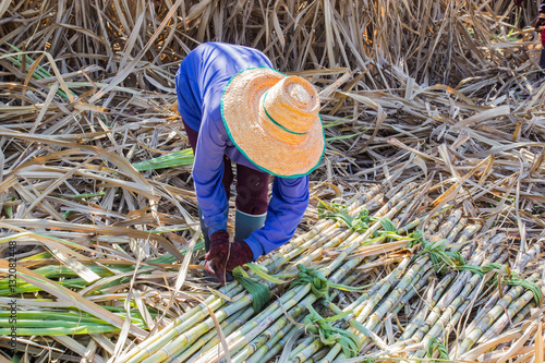 sugarcane farmers