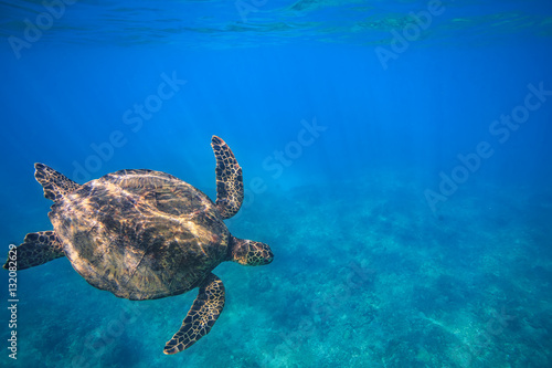 Sea turtle hawks bill dive down into the deep blue ocean against underwater coral reef at bottom