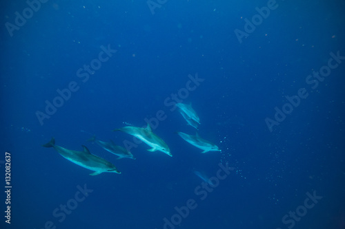 Pod of dolphins underwater in Atlantic ocean. Deep blue with wild animals