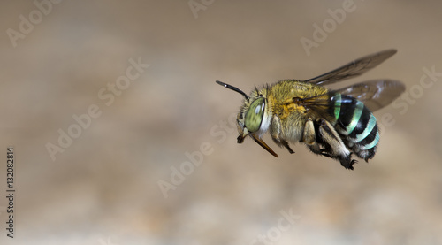 Bee/Bee Beautiful/Cuckoo Wasp © Nuwat