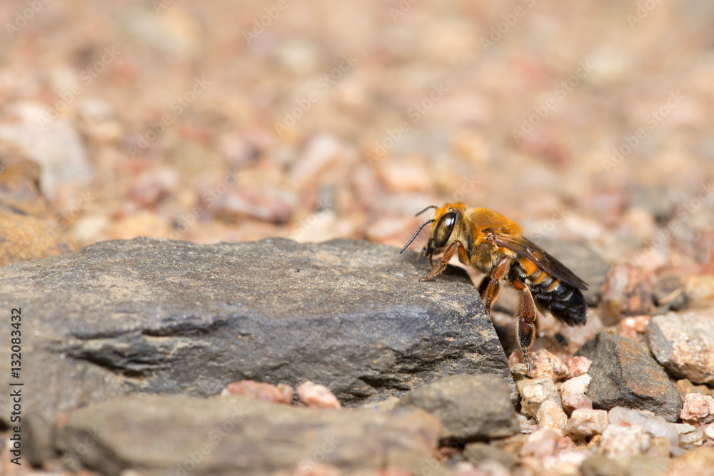 Bee, Bee find food on the rocks, Bee of Thailand Bee, Bee find food on the rocks, Bee of Thailand